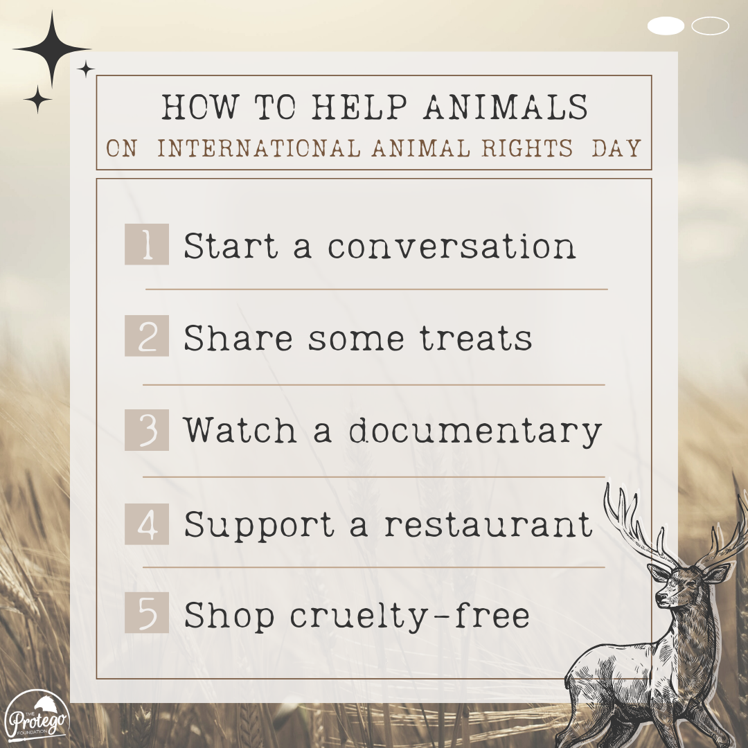 10 Ways to Celebrate International Animal Rights Day - THE PROTEGO  FOUNDATION